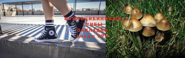 шишки Аркадак